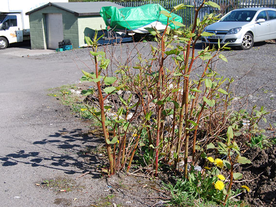 Japanese Knotweed Removal & John Butler Landscaping Services