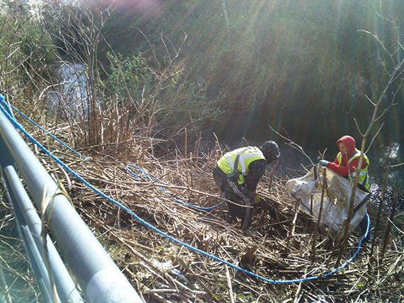 Japanese Knotweed Removal & John Butler Landscaping Services