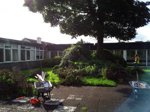 Japanese Knotweed Removal & John Butler Landscaping Services